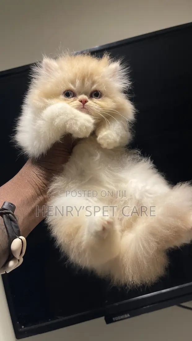 Purebred Persian Kittens - 1-3 Months Old - 1