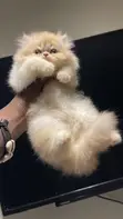 Purebred Persian Kittens - 1-3 Months Old - 2