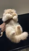 Purebred Persian Kittens - 1-3 Months Old - 3