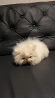 Purebred Persian Kittens - 1-3 Months Old - 4