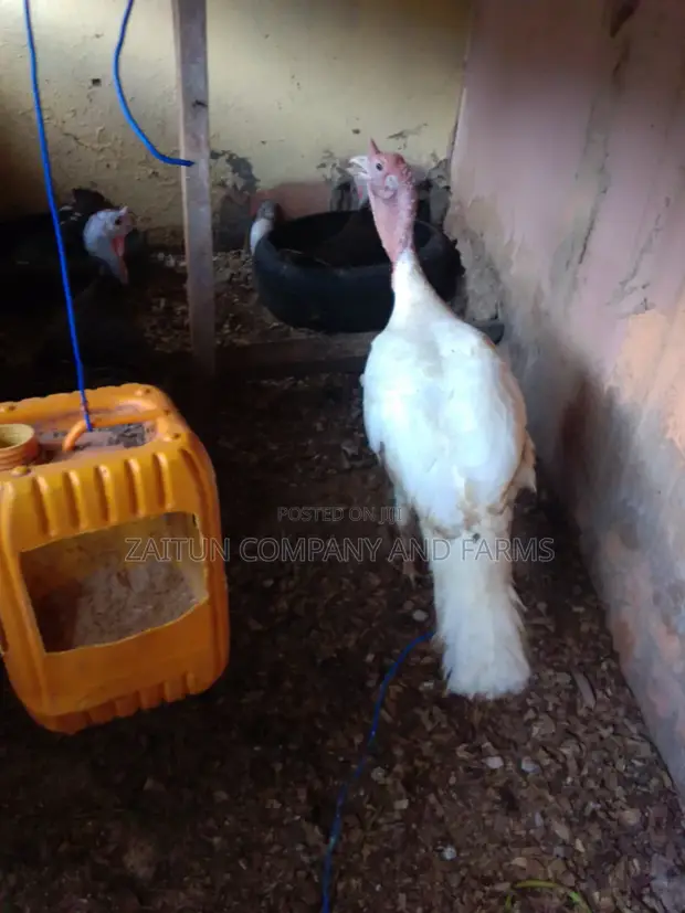 Matured Pair of Turkeys for Sale - 1