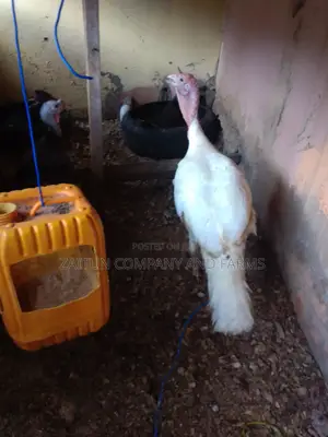 Matured Pair of Turkeys for Sale