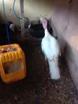 Matured Pair of Turkeys for Sale - 1