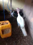 Matured Pair of Turkeys for Sale - 2