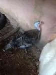 Matured Pair of Turkeys for Sale - 3