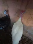Matured Pair of Turkeys for Sale - 4