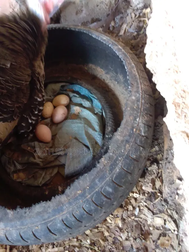 Fertile Turkey Eggs for Sale - 1