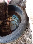 Fertile Turkey Eggs for Sale - 1