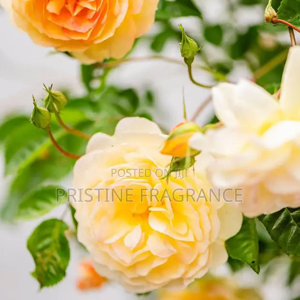 Twilight World Yellow Rose Aromatherapy Gel Candle - 1