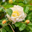 Monet's Garden Yellow Rose Gel Scented Candle - 2