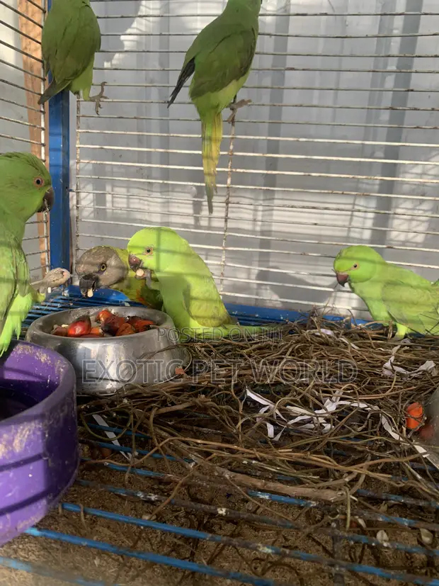 Young Male Parrot for Home - 1