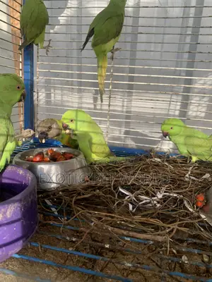 Young Male Parrot for Home