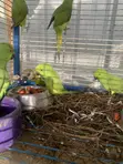 Young Male Parrot for Home - 1