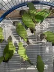 Young Male Parrot for Home - 2