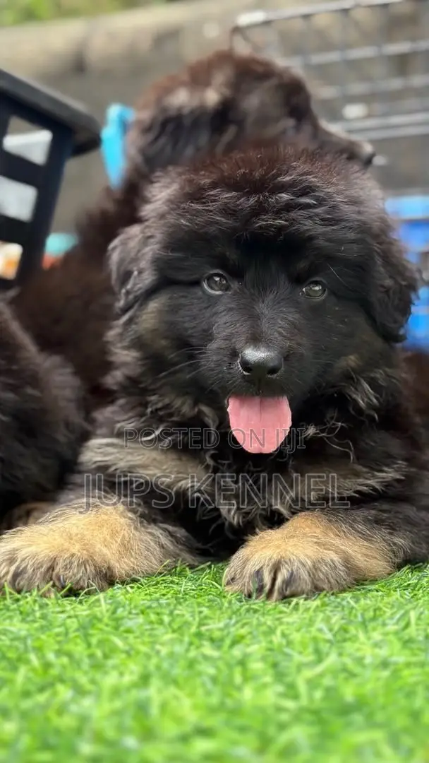 1-3 Month Female Purebred German Shepherd Puppy - 1