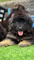 1-3 Month Female Purebred German Shepherd Puppy - 1