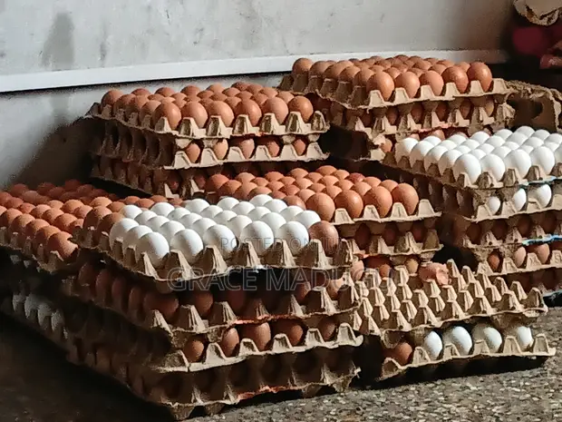Delma's Poultry Eggs - 1