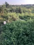 Double Plot of Land for Sale in Ahodwo, Kumasi - 2