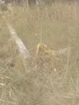 Land for Sale in Kasoa - 4