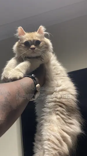 Purebred Persian Kitten - 3-6 Months