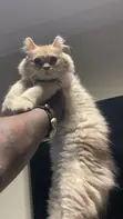 Purebred Persian Kitten - 3-6 Months - 1