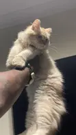 Purebred Persian Kitten - 3-6 Months - 2