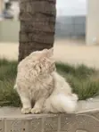 Purebred Persian Kitten - 3-6 Months - 3