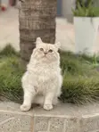 Purebred Persian Kitten - 3-6 Months - 4
