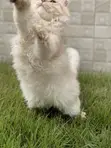 Purebred Persian Kitten - 3-6 Months - 5