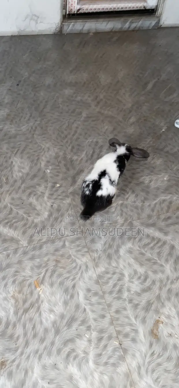 Dutch Rabbit - 1 Year Old - 1
