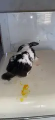 Dutch Rabbit - 1 Year Old - 2