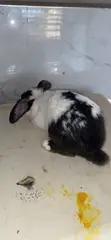 Dutch Rabbit - 1 Year Old - 3