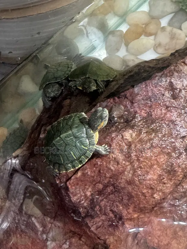 Aquarium Turtles Available - 1