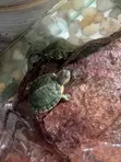 Aquarium Turtles Available - 1