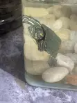 Aquarium Turtles Available - 2