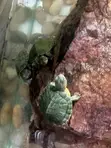 Aquarium Turtles Available - 3