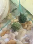 Aquarium Turtles Available - 4