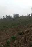 Residential Land for Sale in Dodowa Ayikuma - 1