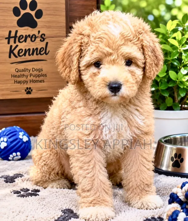 Purebred Male Poodle Puppy - 1
