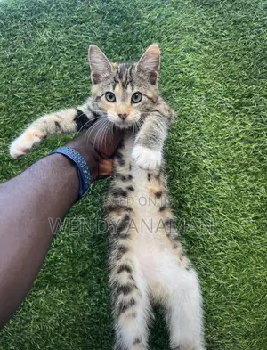Female Maine Coon Mix Kitten (1-3 Months)