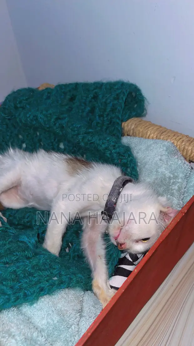 4-Month-Old Female Mixed Breed Cat - 1