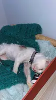 4-Month-Old Female Mixed Breed Cat - 1