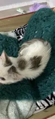 4-Month-Old Female Mixed Breed Cat - 2
