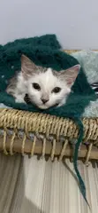 4-Month-Old Female Mixed Breed Cat - 3