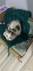 4-Month-Old Female Mixed Breed Cat - 4