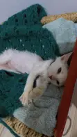 4-Month-Old Female Mixed Breed Cat - 5