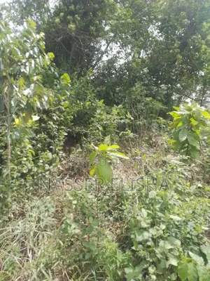 18,000 Acres Farmland for Sale in KpareKpare, Krachi East