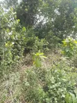 18,000 Acres Farmland for Sale in KpareKpare, Krachi East - 1