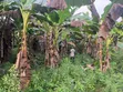 18,000 Acres Farmland for Sale in KpareKpare, Krachi East - 3