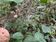 18,000 Acres Farmland for Sale in KpareKpare, Krachi East - 4